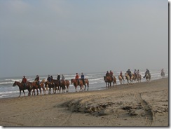5315 Horses on Beach South Padre Island Texas