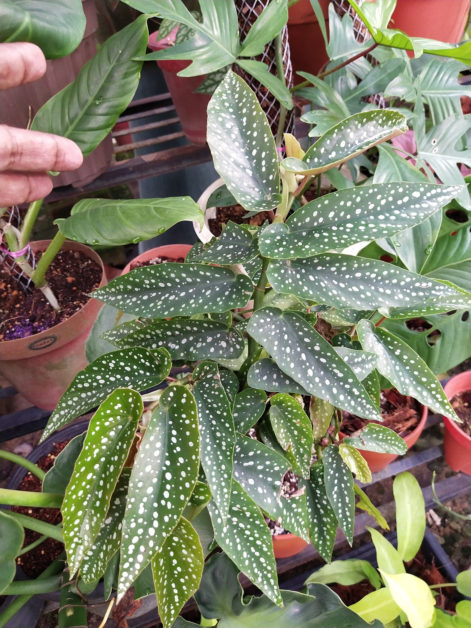 Begonia Maculata