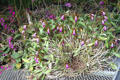 Cattleya dormaniana orchid plant care and culture