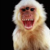 Top 6 Scary Looking Monkey To Ever Exist