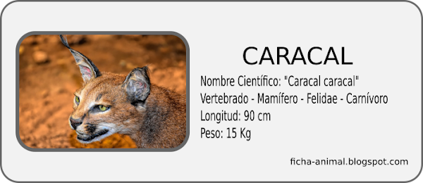 Ficha características del CARACAL