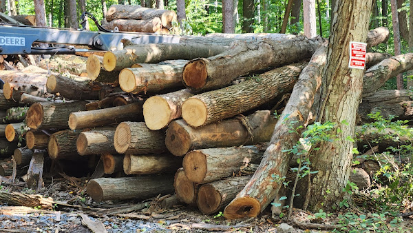 Logging at Merrill Creek Reservoir Warren County New Jersey Summer 2023