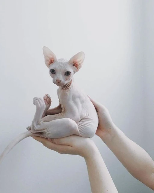 Sphynx kitten