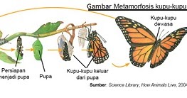 PELAJARAN PROSES METAMORFOSIS KUPU KUPU 