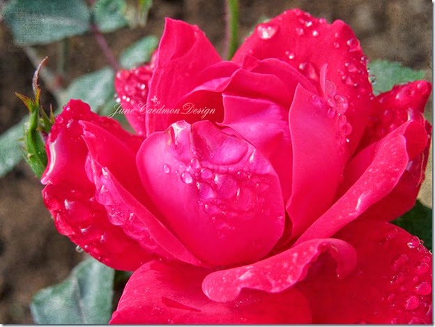 Red_Rose_kksimple