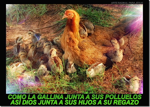 como la gallina junta