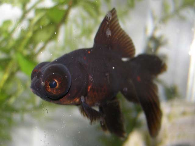 Ikan koki blackmoor