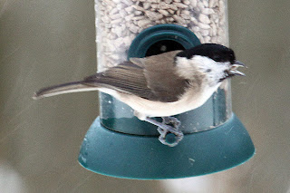 Marsh Tit