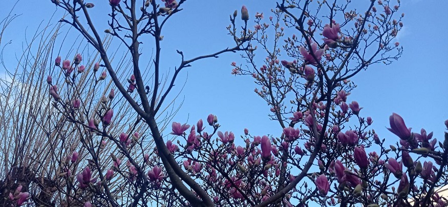 magnolio-japones