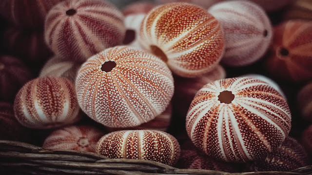 Sea Urchins