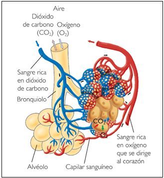 Resultado de imagen para estructuras respiratorias