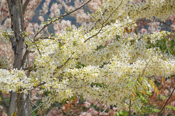 南投埔里國道6號終點花旗木粉紅和白色雙色花旗木難得一見好特別