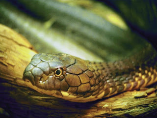 Small Snake On The Wood Wallpapers