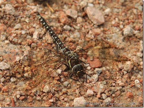 common-hawker-2