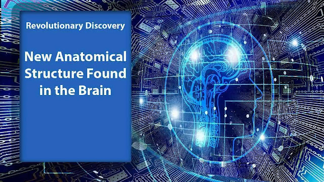 Revolutionary Discovery: New Anatomical Structure Found in the Brain