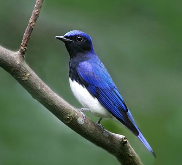 Kombinasi parutan apel dengan kroto Untuk burung  pemakan  