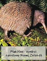 Nielotny Ptak Kiwi - symbol narodowy Nowej Zelandii