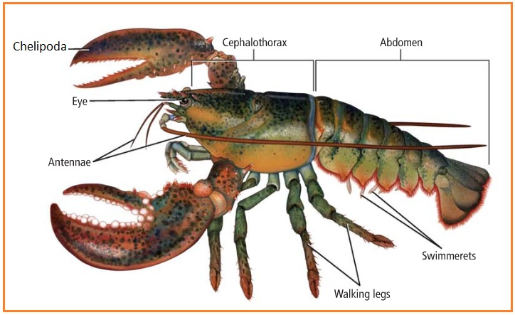 BIOLOGI GONZAGA ARTHROPODA 