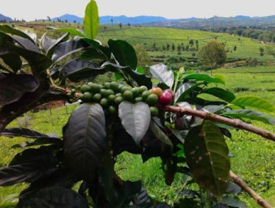 inilah daerah penghasil kopi robusta terbesar di indonesia