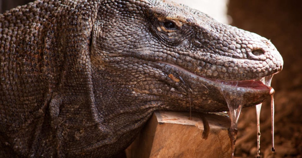 Fakta Air Liur Komodo Yang Harus Anda Ketahui AnekaHewan com Fakta Air Liur Komodo Yang Harus Anda Ketahui AnekaHewan com