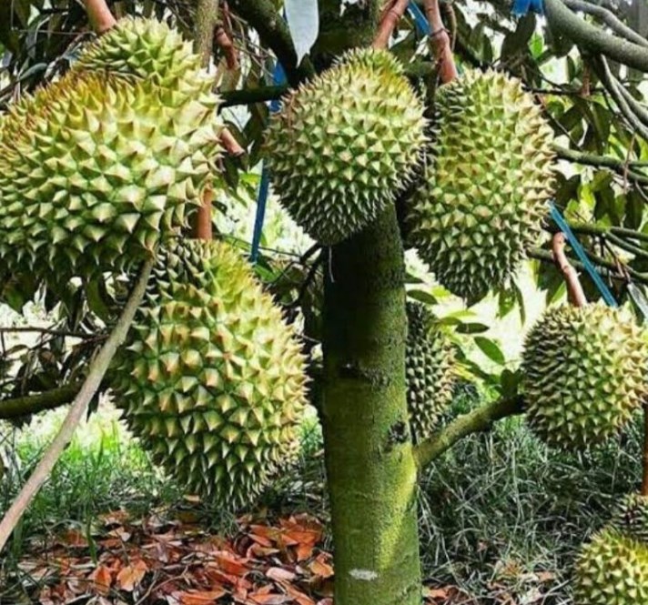 tanaman buah durian tembaga bibit okulasi Tanjungbalai