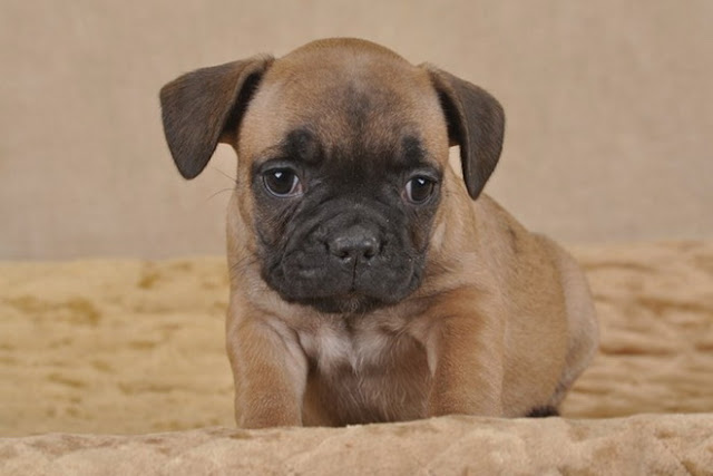 french bulldog puppy