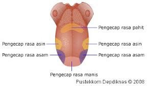 Soal Sistem Saraf Dan Alat Indera Pada Manusia