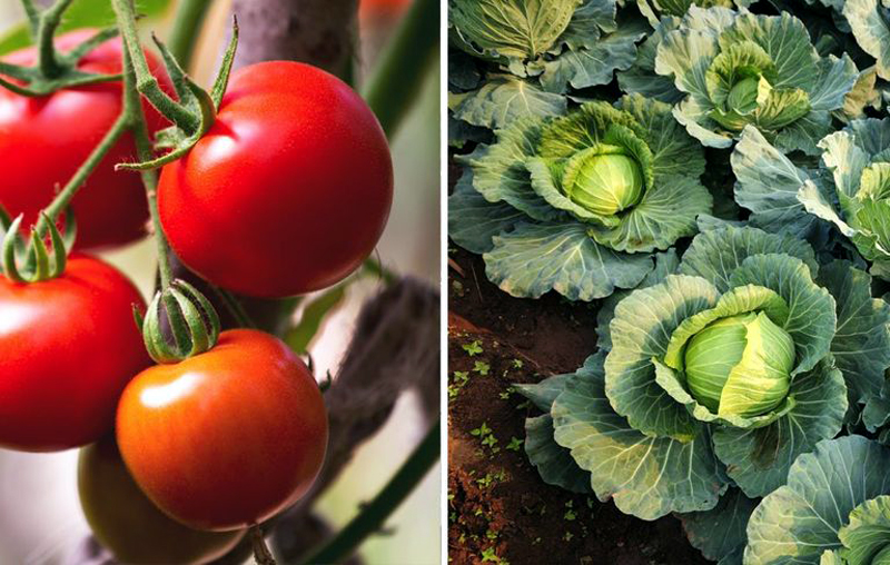 26 Plants You Should Always Grow Side-By-Side