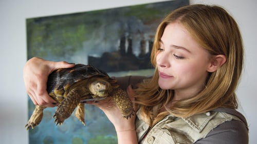 Laggies 2014 online latino completa