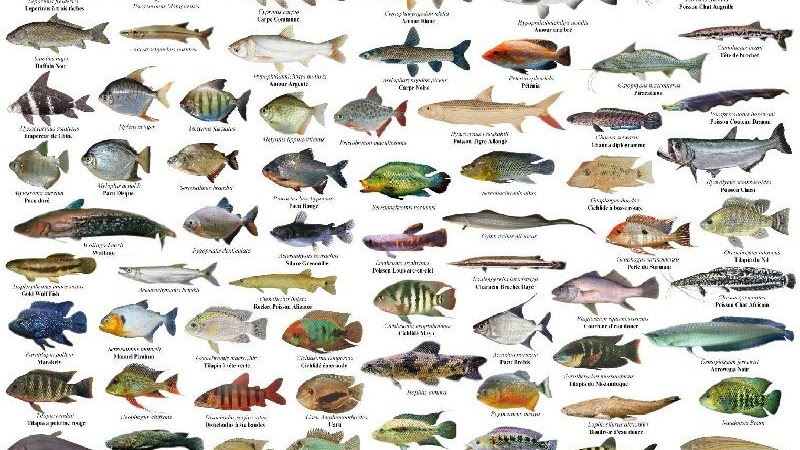 77 Ikan Air Laut Contohnya Terbaik