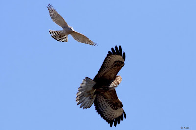 Shikra mobbing Buzzard