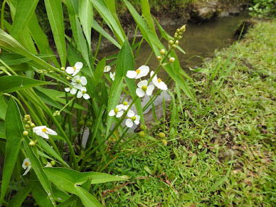 野慈姑的花序