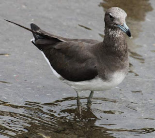 sooty gull (Larus hemprichii) juvenile