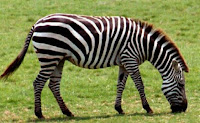 Ciri-Ciri Kuda Zebra Di Indonesia