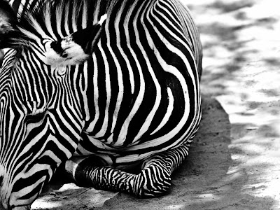 Zebra Wallpaper on Zebra Wallpaper Pack 2  1024x768    Wallpaper Fetch