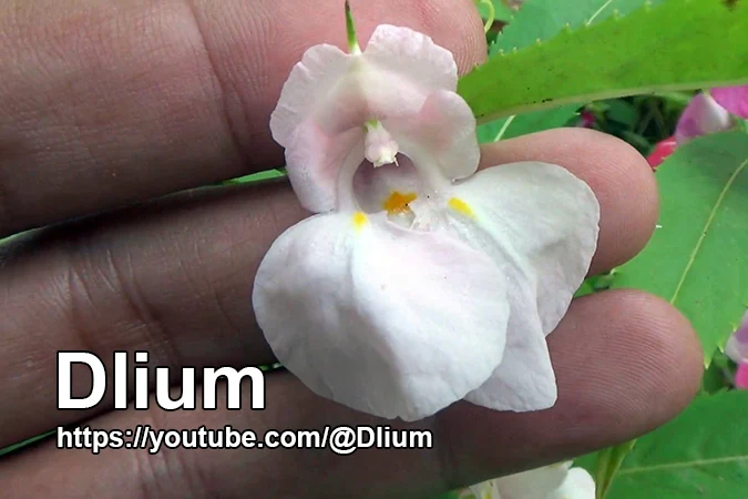 Dlium Garden balsam (Impatiens balsamina)