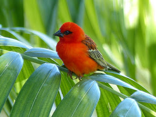 Foudi de Madagascar - Foudi rouge - Cardinal - Kardinal - Foudia madagascariensis