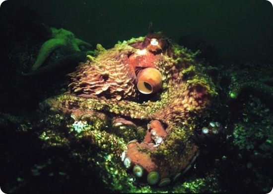 polpo gigante del pacifico3