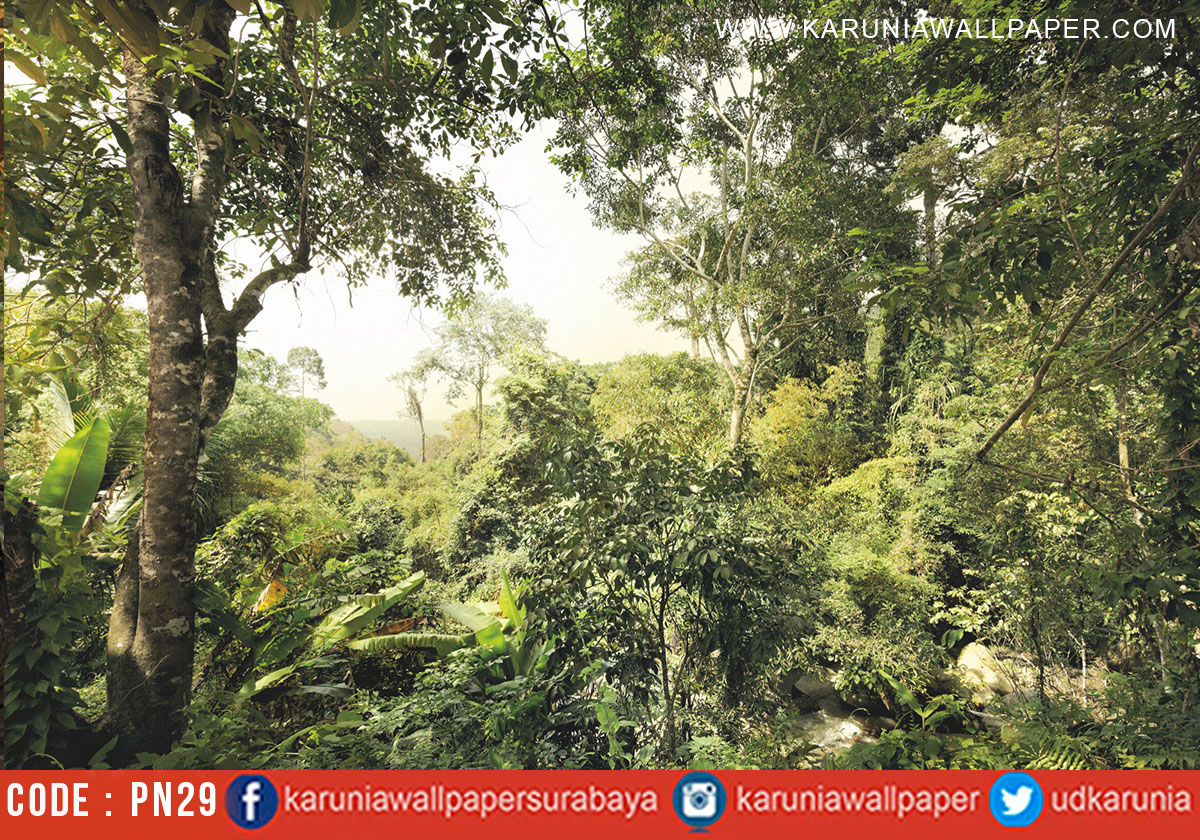 Harga Wallpaper Dinding Gambar Hutan Kampung Wallpaper