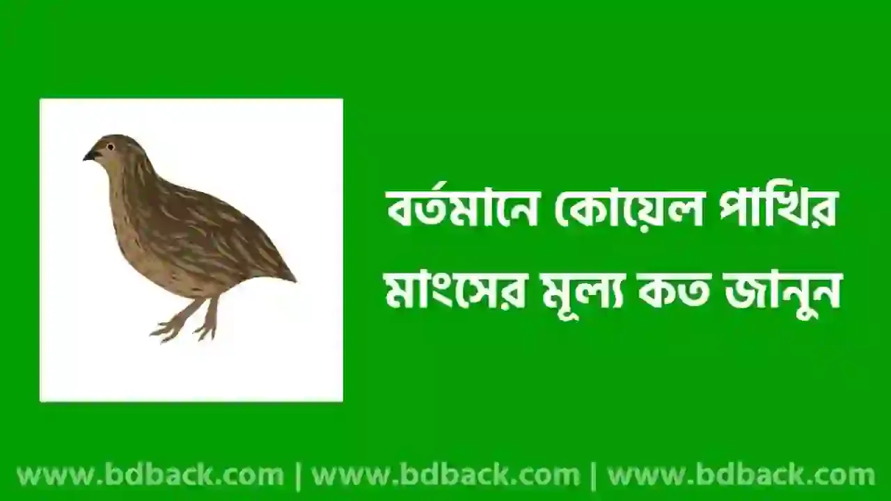 কোয়েল পাখির মাংসের দাম | কোয়েল পাখির মাংসের উপকারিতা