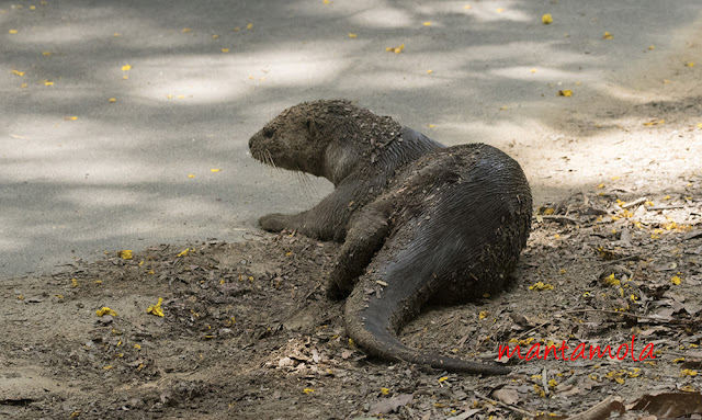 Singapore otters