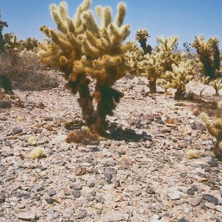  Joshua Tree National Park, California.