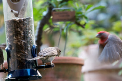 Words In Our Beak’s goal is to open readers to a simple understanding of the winged world and their environment. Set in a rooftop urban garden in New York City, my story is told in the voice of Cam, a female cardinal, who visits it. Words In Our Beak is directed to children and adults who are curious about birds, and want to learn about them from a unique perspective. The book includes hundreds of images of flora and fauna, links to movies, as well as to informative narratives that have been created by the author.  Now in Apple’s iBooks store @ https://itunes.apple.com/us/book/words-in-our-beak/id1010889086?mt=11