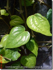 daun sirih 836