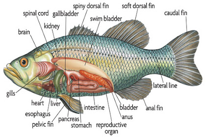 16+ Anatomi Ikan Nila Bahasa Indonesia