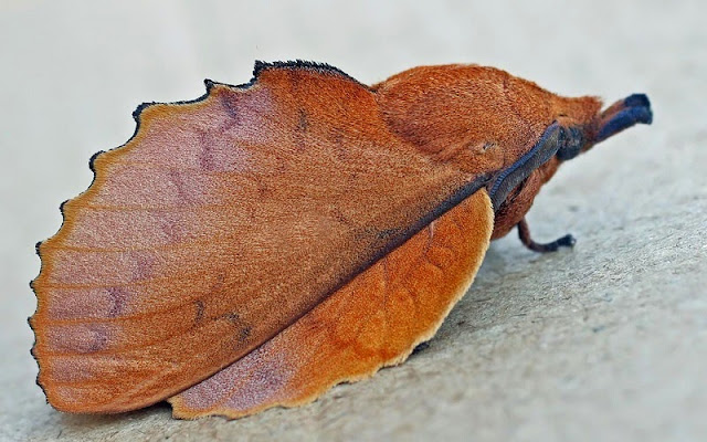 Gastropacha quercifolia