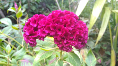 Auto mode- Asus zenfone Selfie - Sample Photo - Celosia Flower