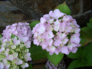 Hortensia (Hydrangea macrophylla (Thunb.) Ser.).