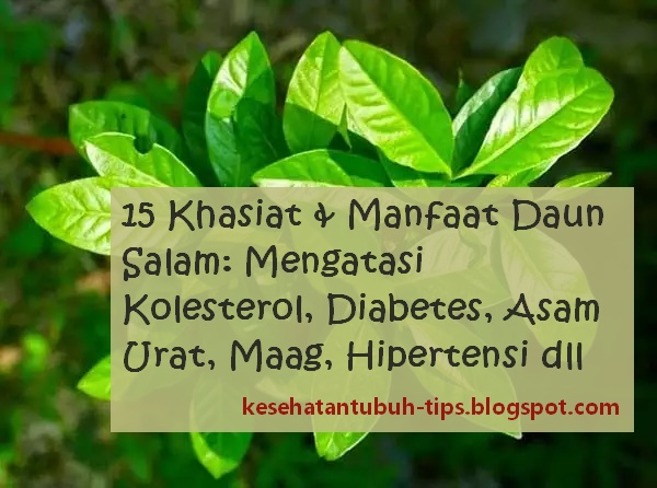 khasiat manfaat daun salam mengatasi kolesterol