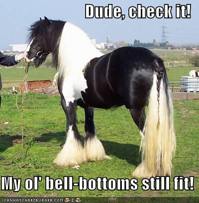 Funny Pictures Gallery: Free funny horse pictures, picture 